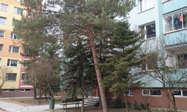 Ve Šternberku likvidují stromy po nedávné vichřici