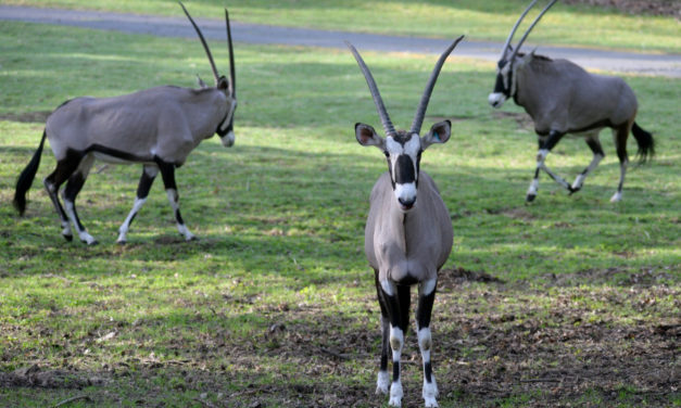 Oryxové jsou venku, hlavní sezona v zoo začala