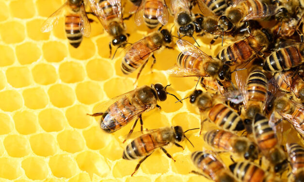 Včelaři dostanou peníze od kraje